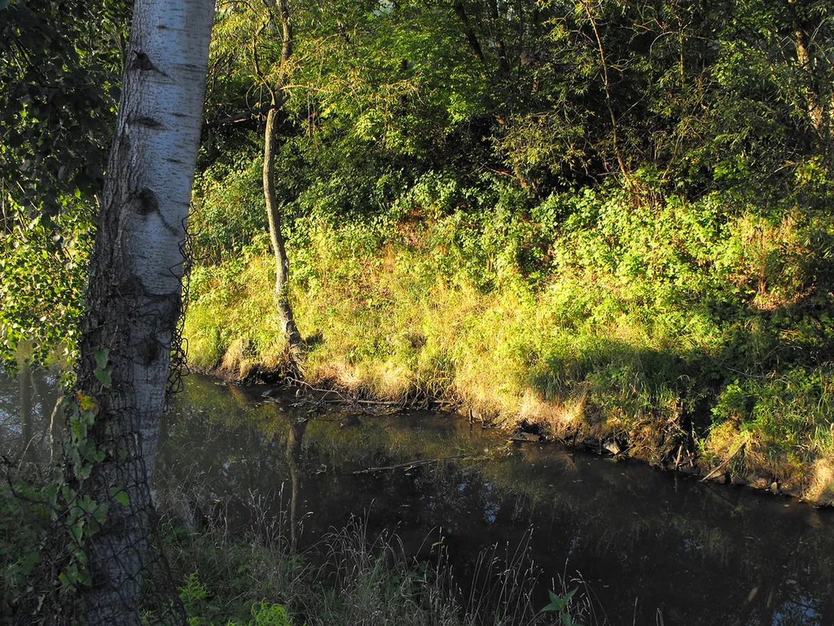 Łagiewniki Forest