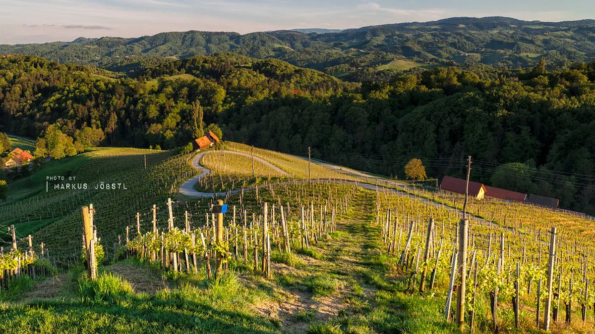 Špičnik