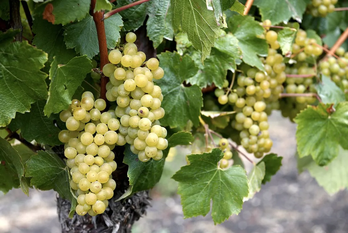 Introduction to beaune highlights