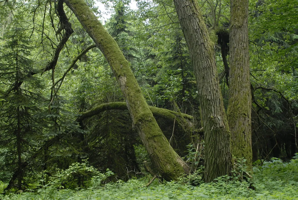 Bohemian Forest