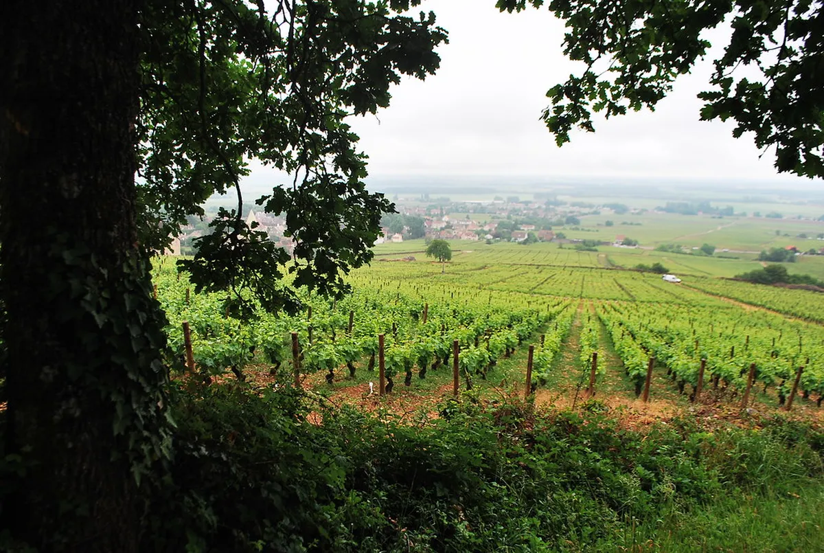 Burgundy's Landscape