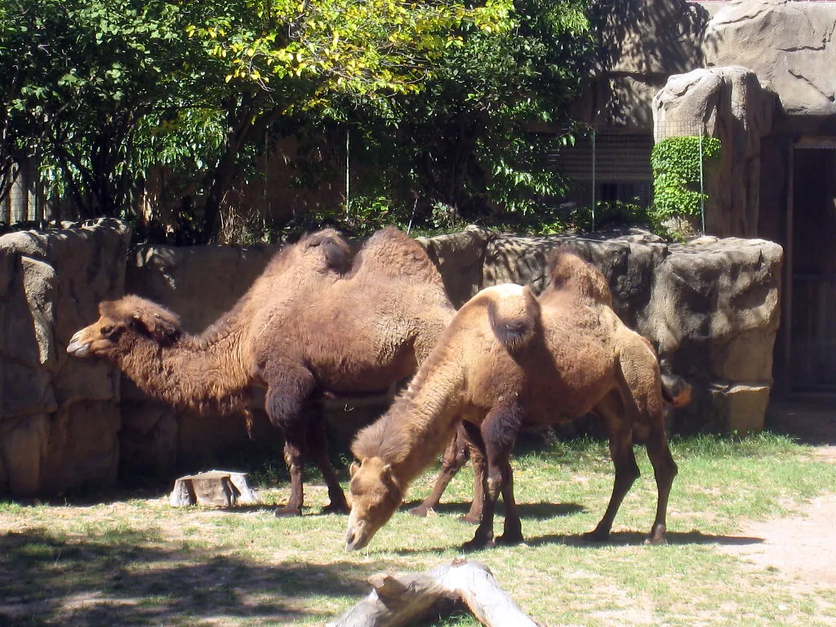 Camel Park