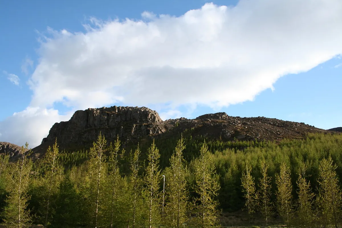 Kjarnaskógur Forest