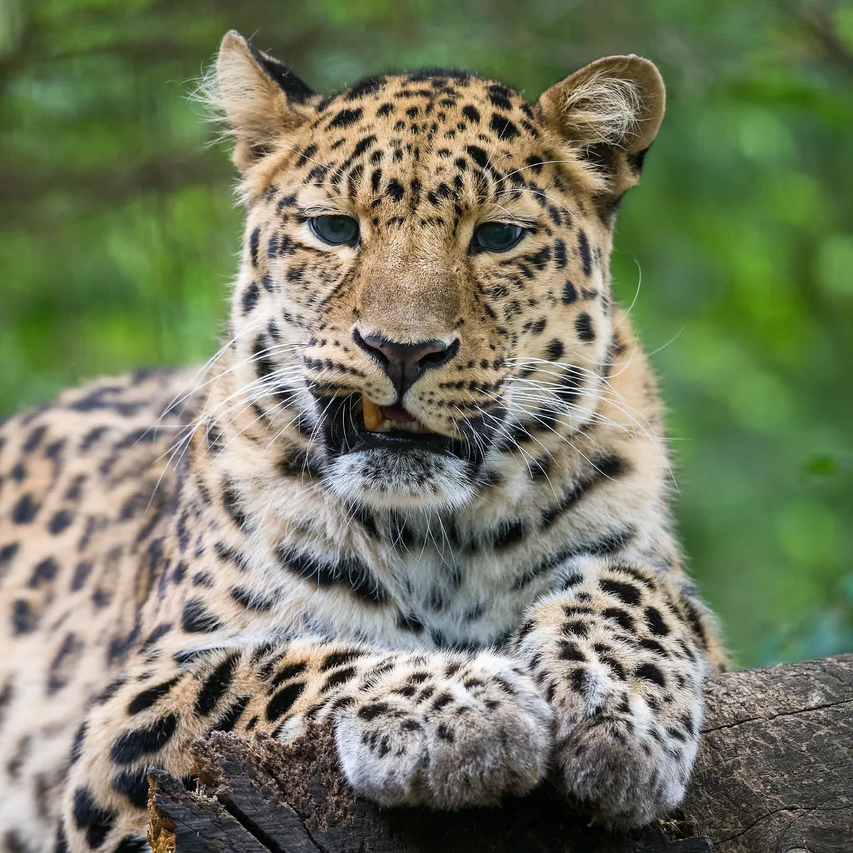 Leipzig Zoological Garden