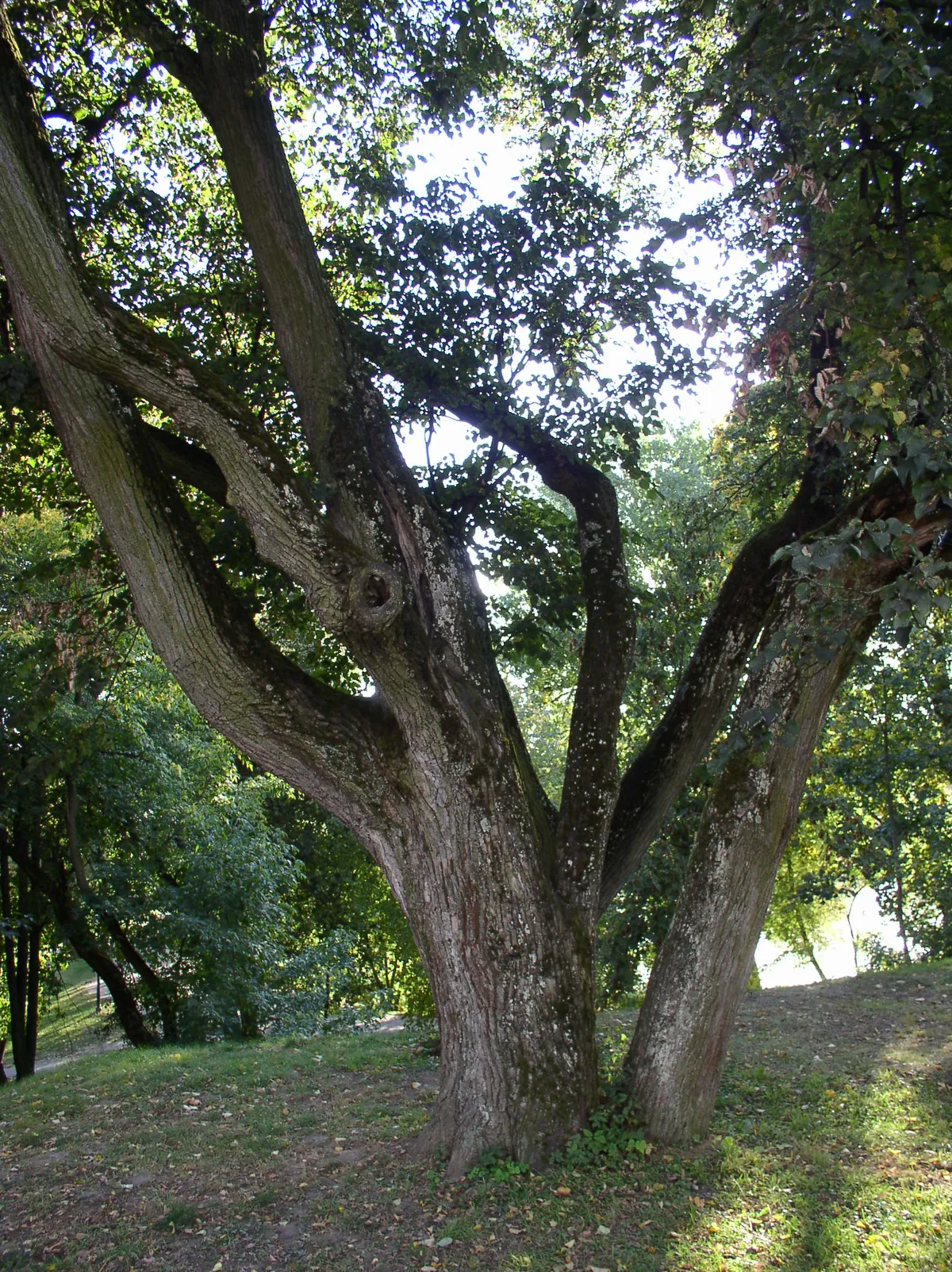 Loshytsa Park