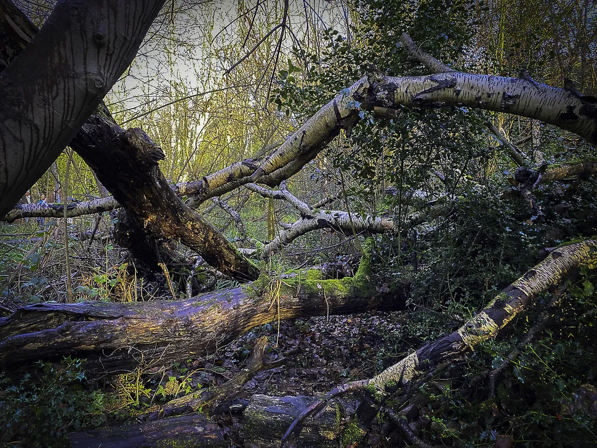 Moseley Bog