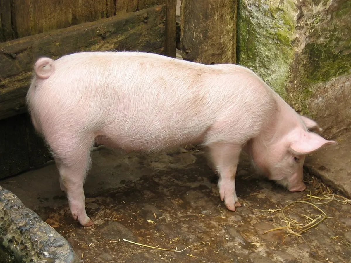 Pig Museum