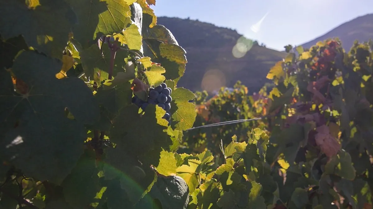 Quinta do Bomfim