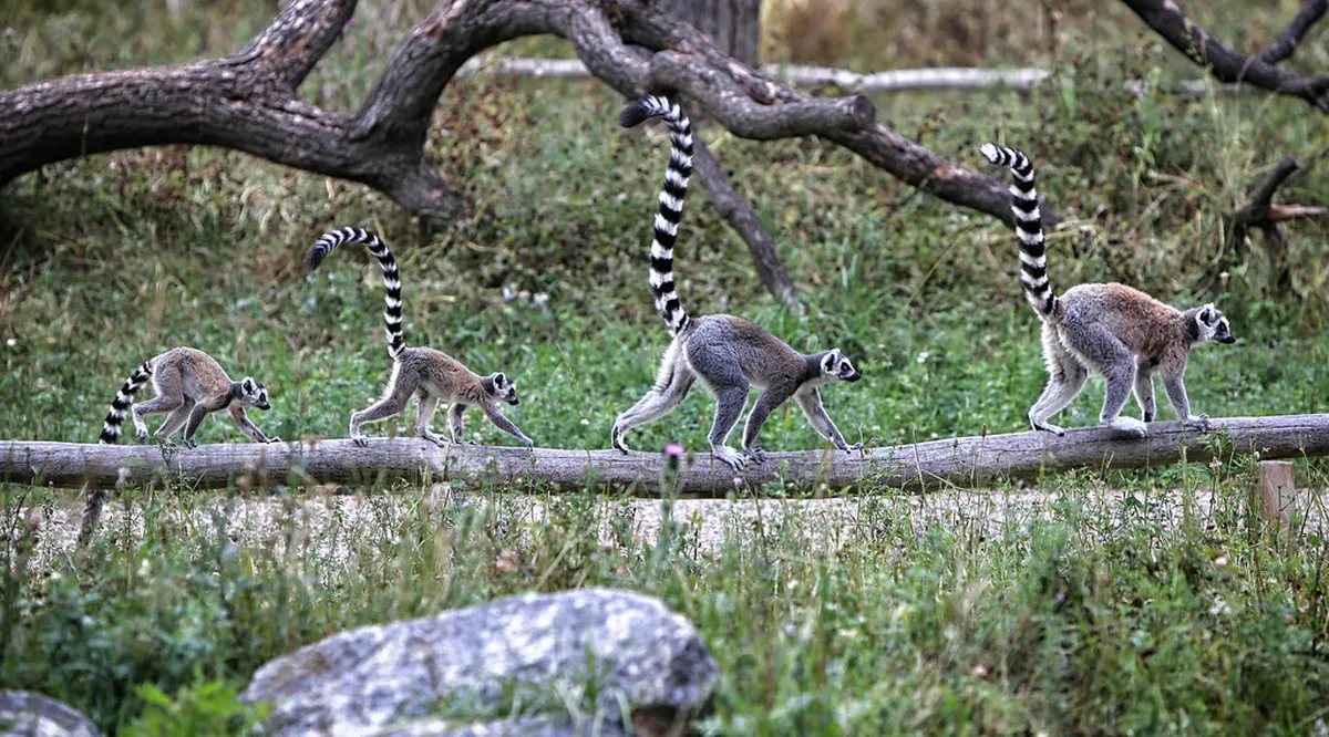 Rostock Zoo
