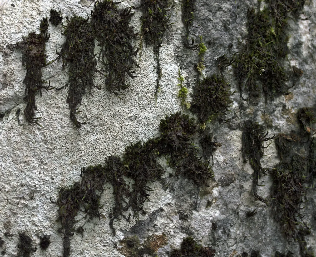 Stone Forest