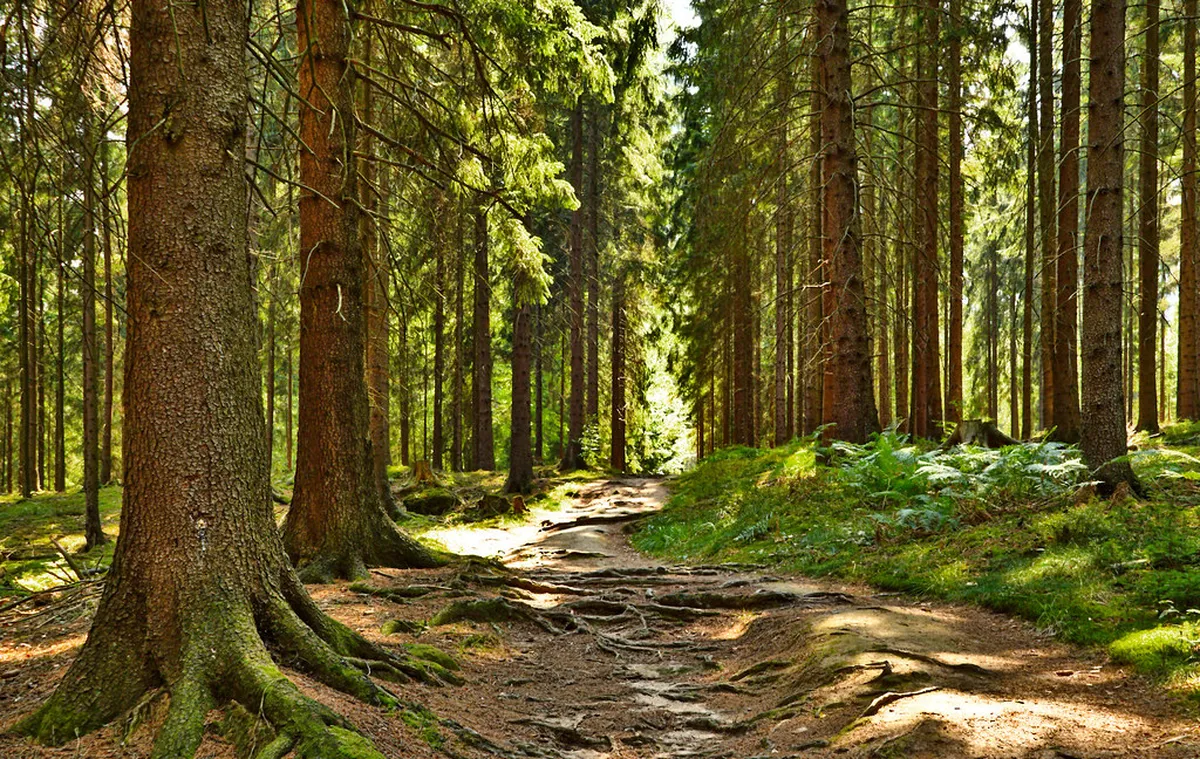The National Park