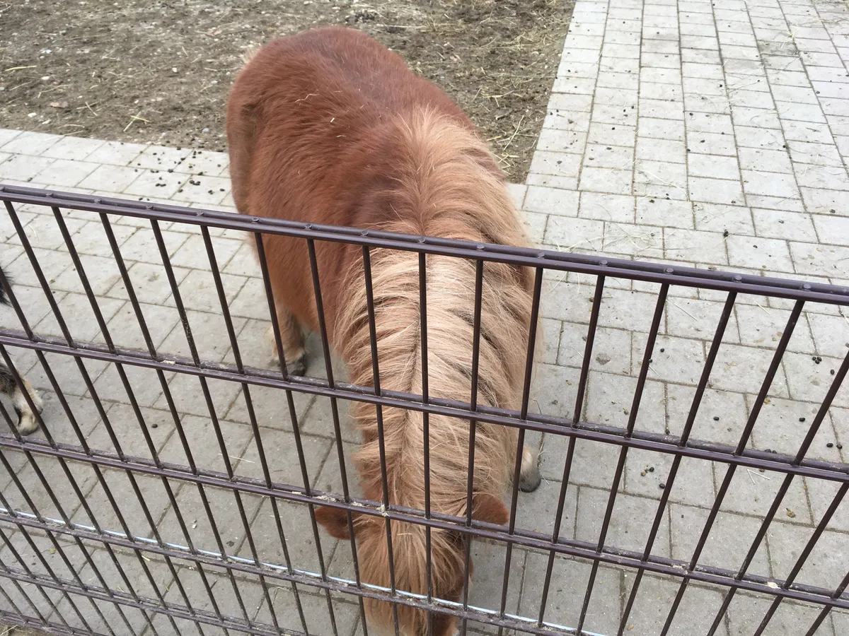 Tiergarten Ulm (Ulm Zoo)