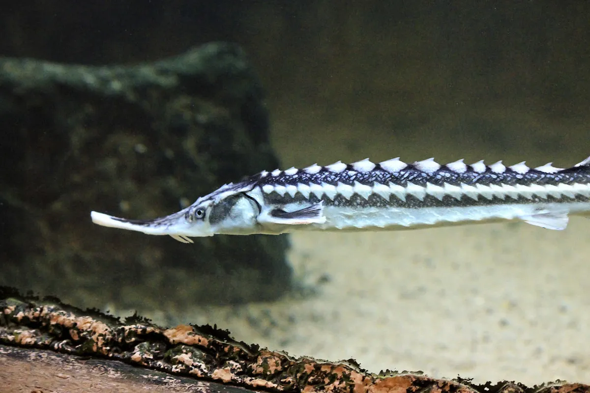 Varna Aquarium