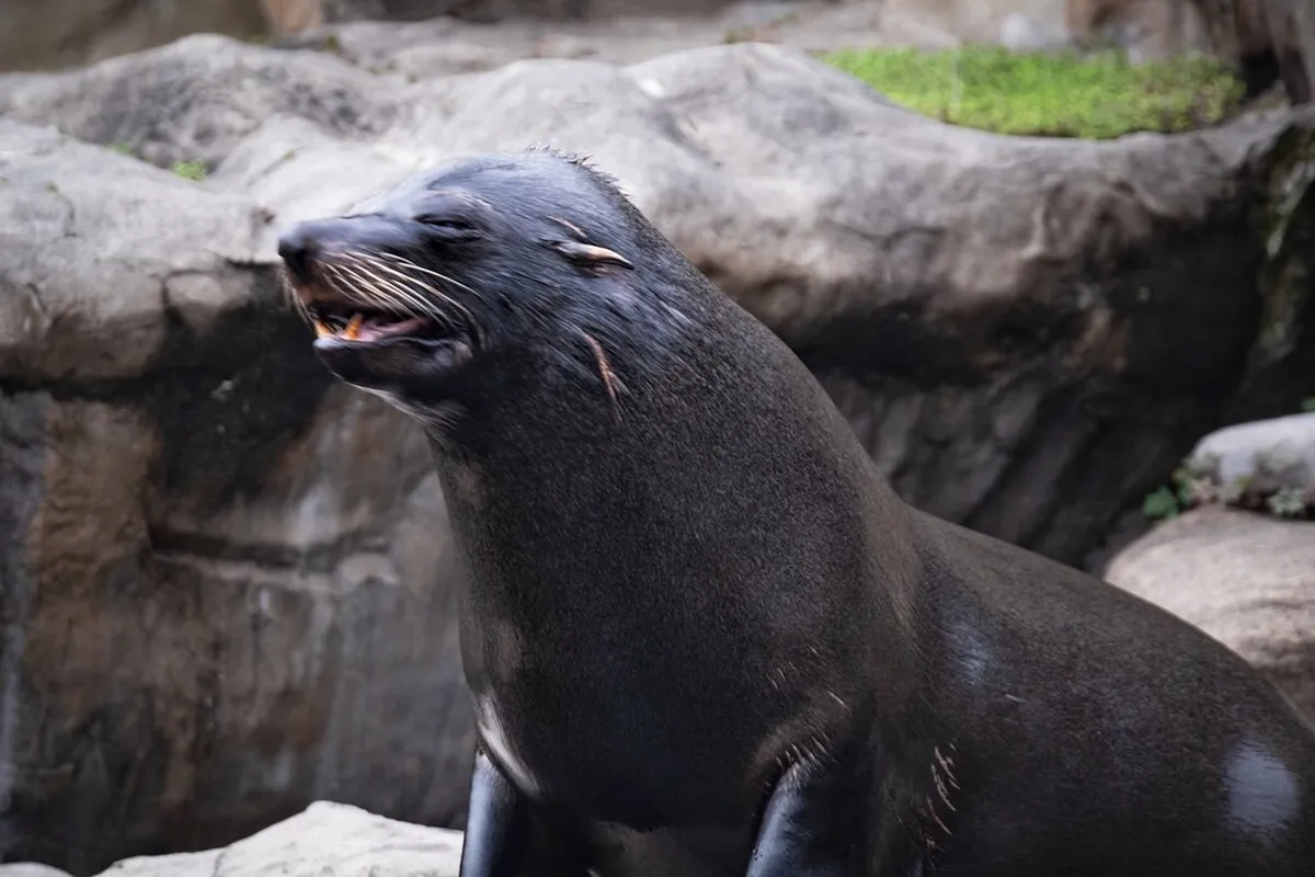 Zoological Garden
